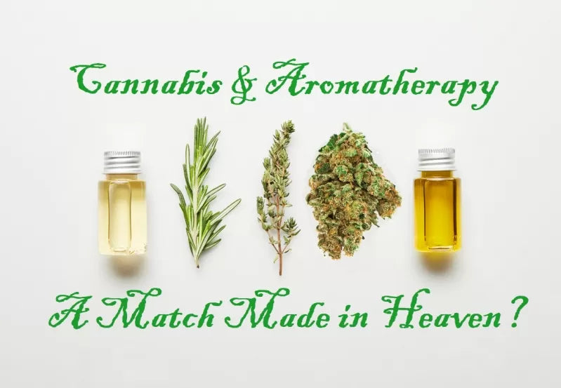 Enhancing Healing Through Aromatherapy: Unveiling the Role of Cannabis Terpenes