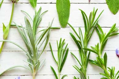 Lemongrass & Rosemary Organic Hemp Muscle Rub (1 oz)