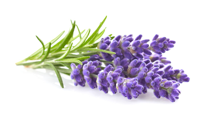 Lavender & Rosemary Organic Hemp Body Massage Oil (1 oz)